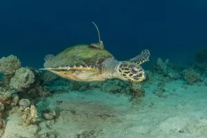 Green Turtle Prints: Hawksbill sea turtle in the Red Sea, Eilat Israel