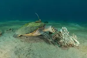Green Turtle Prints: Hawksbill sea turtle in the Red Sea, Eilat Israel