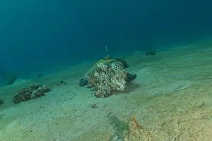Green Turtle Prints: Hawksbill sea turtle in the Red Sea, Eilat Israel