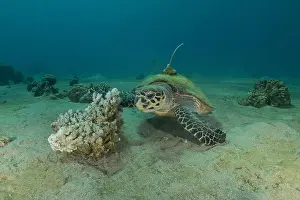 Green Turtle Prints: Hawksbill sea turtle in the Red Sea, Eilat Israel