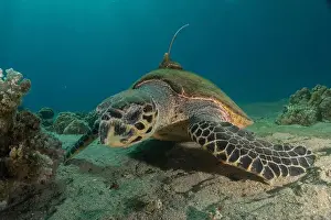 Green Turtle Prints: Hawksbill sea turtle in the Red Sea, Eilat Israel