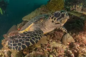 Hawksbill sea turtle in the Sea of the Philippines