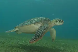 Hawksbill sea turtle in the Sea of the Philippines
