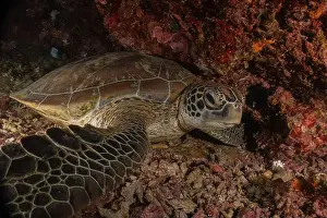 Imbricate Prints: Hawksbill sea turtle in the Sea of the Philippines