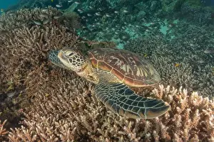 Imbricate Prints: Hawksbill sea turtle in the Sea of the Philippines