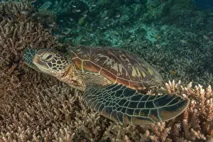 Imbricate Prints: Hawksbill sea turtle in the Sea of the Philippines