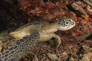 Imbricate Prints: Hawksbill sea turtle in the Sea of the Philippines