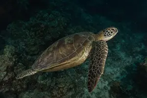 Sea Turtles Prints: Hawksbill sea turtle in the Sea of the Philippines