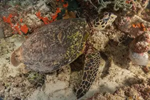 Sea Turtles Prints: Hawksbill sea turtle in the Sea of the Philippines
