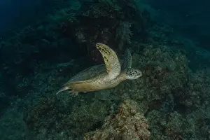 Sea Turtles Prints: Hawksbill sea turtle in the Sea of the Philippines