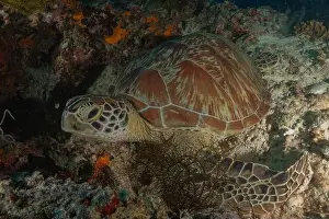 Sea Turtles Prints: Hawksbill sea turtle in the Sea of the Philippines