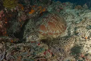Sea Turtles Prints: Hawksbill sea turtle in the Sea of the Philippines