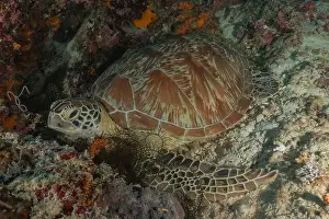 Windsurfing Prints: Hawksbill sea turtle in the Sea of the Philippines