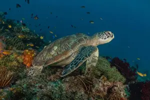 Windsurfing Prints: Hawksbill sea turtle in the Sea of the Philippines