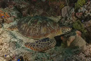 Windsurfing Prints: Hawksbill sea turtle in the Sea of the Philippines