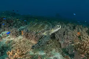 Windsurfing Prints: Hawksbill sea turtle in the Sea of the Philippines