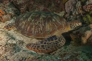 Windsurfing Prints: Hawksbill sea turtle in the Sea of the Philippines