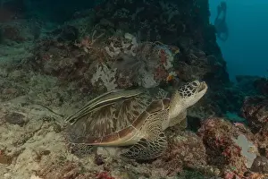 Windsurfing Prints: Hawksbill sea turtle in the Sea of the Philippines