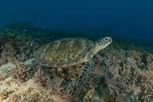 Windsurfing Prints: Hawksbill sea turtle in the Sea of the Philippines