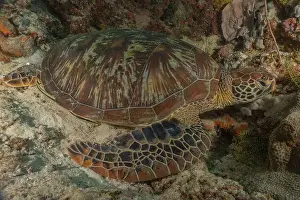 Windsurfing Prints: Hawksbill sea turtle in the Sea of the Philippines