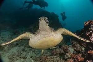 Windsurfing Prints: Hawksbill sea turtle in the Sea of the Philippines