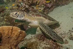Windsurfing Prints: Hawksbill sea turtle in the Sea of the Philippines