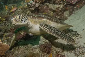 Windsurfing Prints: Hawksbill sea turtle in the Sea of the Philippines