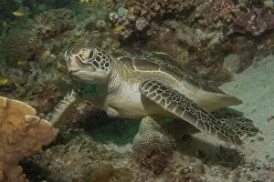 Windsurfing Prints: Hawksbill sea turtle in the Sea of the Philippines