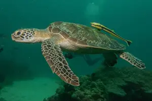Windsurfing Prints: Hawksbill sea turtle in the Sea of the Philippines