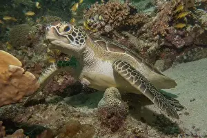 Windsurfing Prints: Hawksbill sea turtle in the Sea of the Philippines