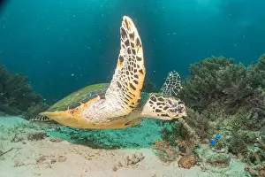 Windsurfing Prints: Hawksbill sea turtle in the Sea of the Philippines