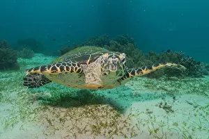 Windsurfing Prints: Hawksbill sea turtle in the Sea of the Philippines