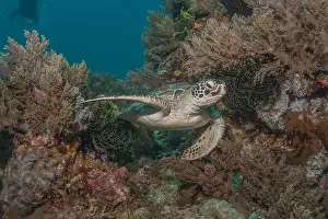 Windsurfing Prints: Hawksbill sea turtle in the Sea of the Philippines
