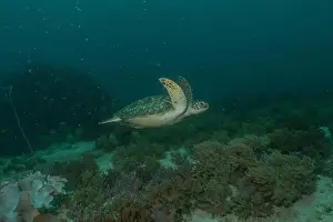 Windsurfing Prints: Hawksbill sea turtle in the Sea of the Philippines