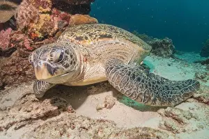 Windsurfing Prints: Hawksbill sea turtle in the Sea of the Philippines