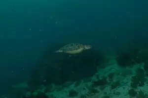 Windsurfing Prints: Hawksbill sea turtle in the Sea of the Philippines