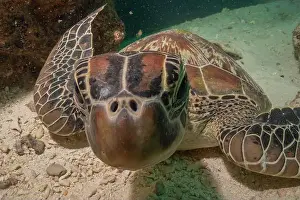 Windsurfing Prints: Hawksbill sea turtle in the Sea of the Philippines