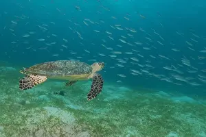 Windsurfing Prints: Hawksbill sea turtle in the Sea of the Philippines