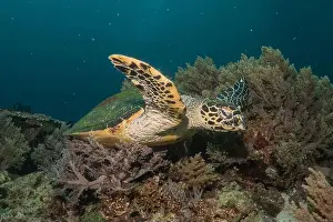 Windsurfing Prints: Hawksbill sea turtle in the Sea of the Philippines