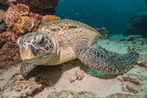 Windsurfing Prints: Hawksbill sea turtle in the Sea of the Philippines