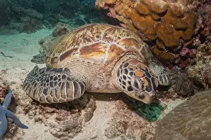 Windsurfing Prints: Hawksbill sea turtle in the Sea of the Philippines