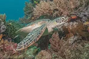 Windsurfing Prints: Hawksbill sea turtle in the Sea of the Philippines