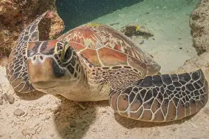 Windsurfing Prints: Hawksbill sea turtle in the Sea of the Philippines