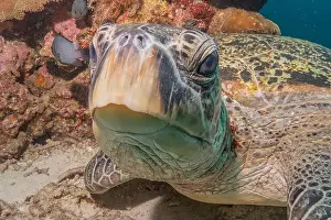 Windsurfing Prints: Hawksbill sea turtle in the Sea of the Philippines