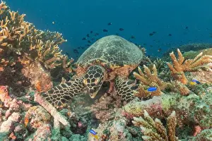 Windsurfing Prints: Hawksbill sea turtle at the Tubbataha Reefs national park Philippines