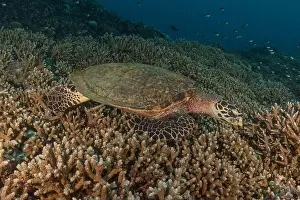 Windsurfing Prints: Hawksbill sea turtle at the Tubbataha Reefs national park Philippines