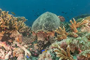 Windsurfing Prints: Hawksbill sea turtle at the Tubbataha Reefs national park Philippines