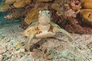 Windsurfing Prints: Hawksbill sea turtle at the Tubbataha Reefs national park Philippines