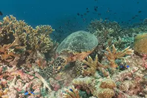 Windsurfing Prints: Hawksbill sea turtle at the Tubbataha Reefs national park Philippines