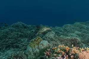 Windsurfing Prints: Hawksbill sea turtle at the Tubbataha Reefs national park Philippines